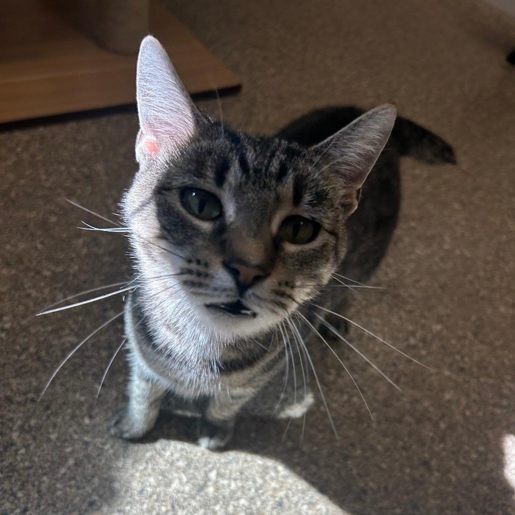 Kibby
