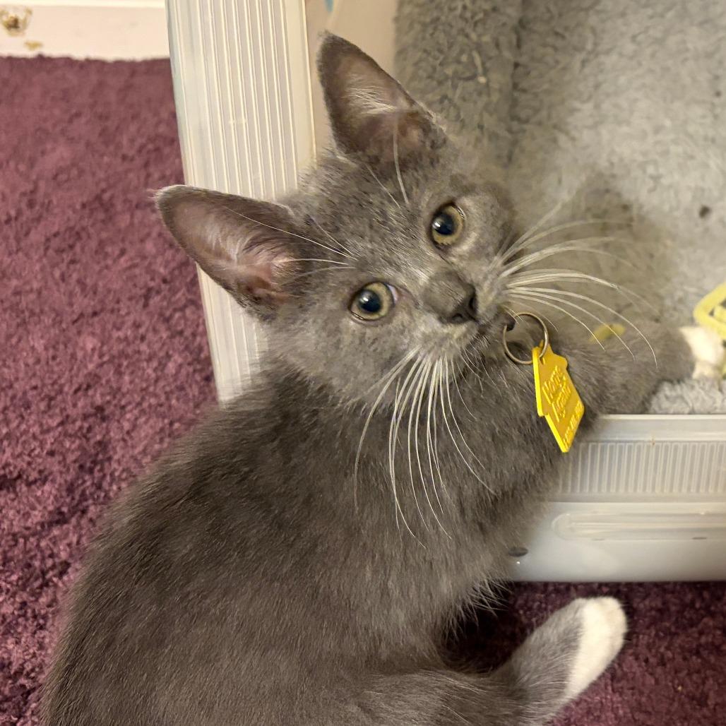 Tiramisu-In Foster