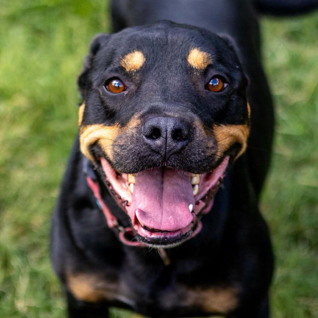 Rocky (fna Scrappy)