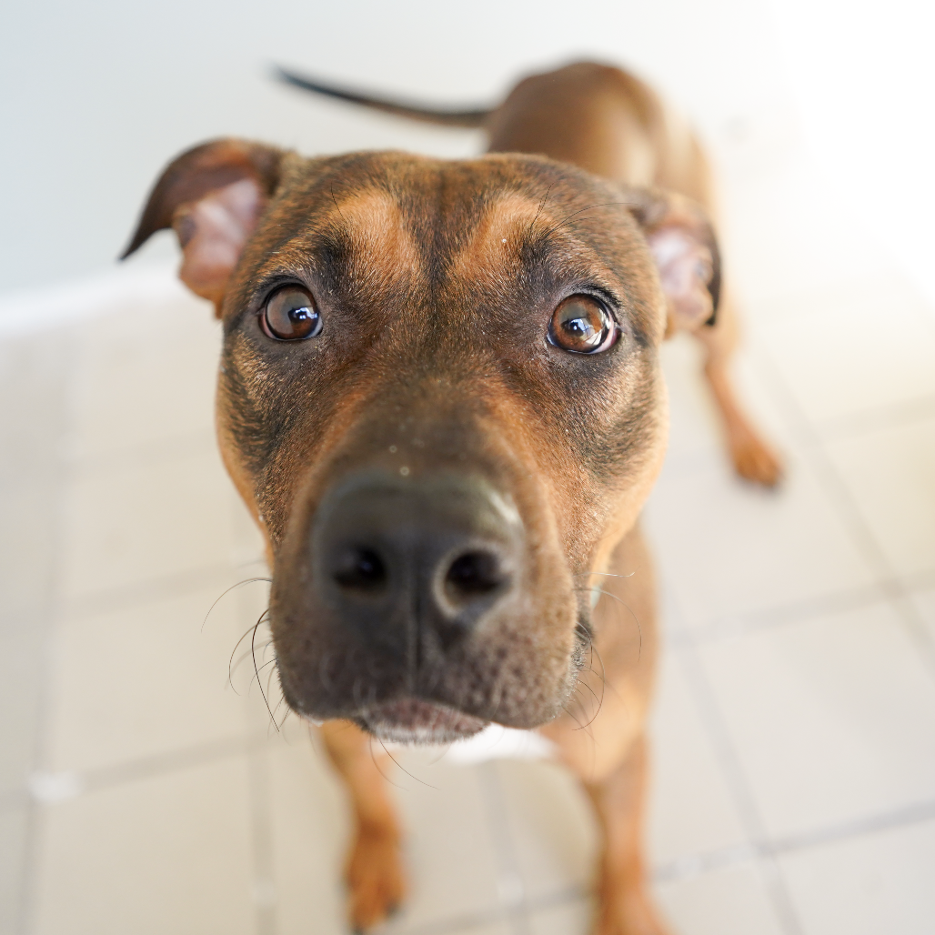 Georgie (E2609210271-06571)
