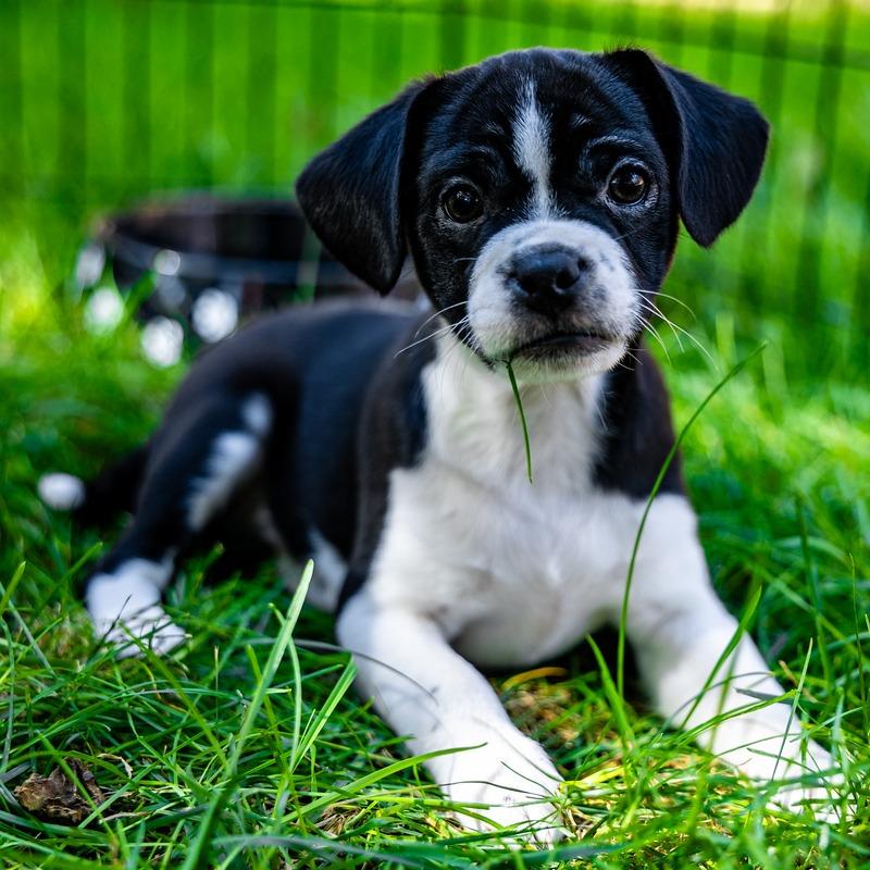 Loki