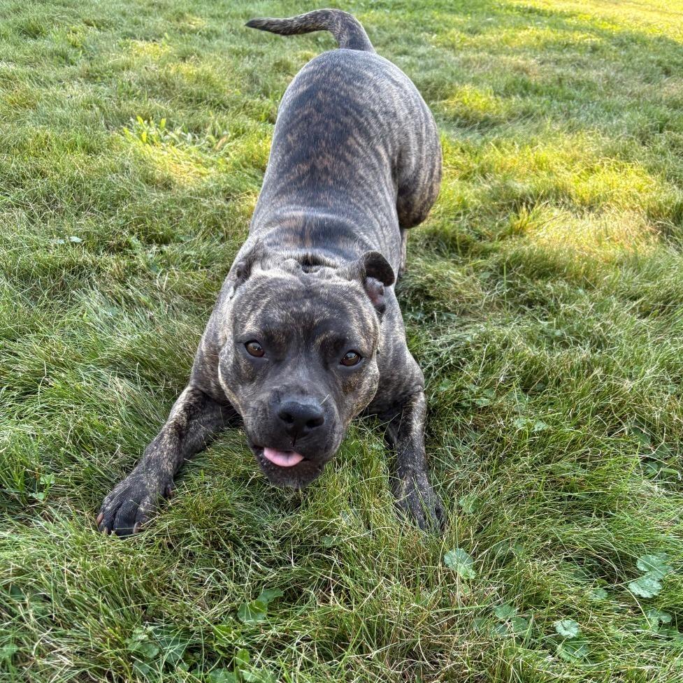 Poppy