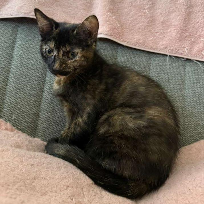 Minnie