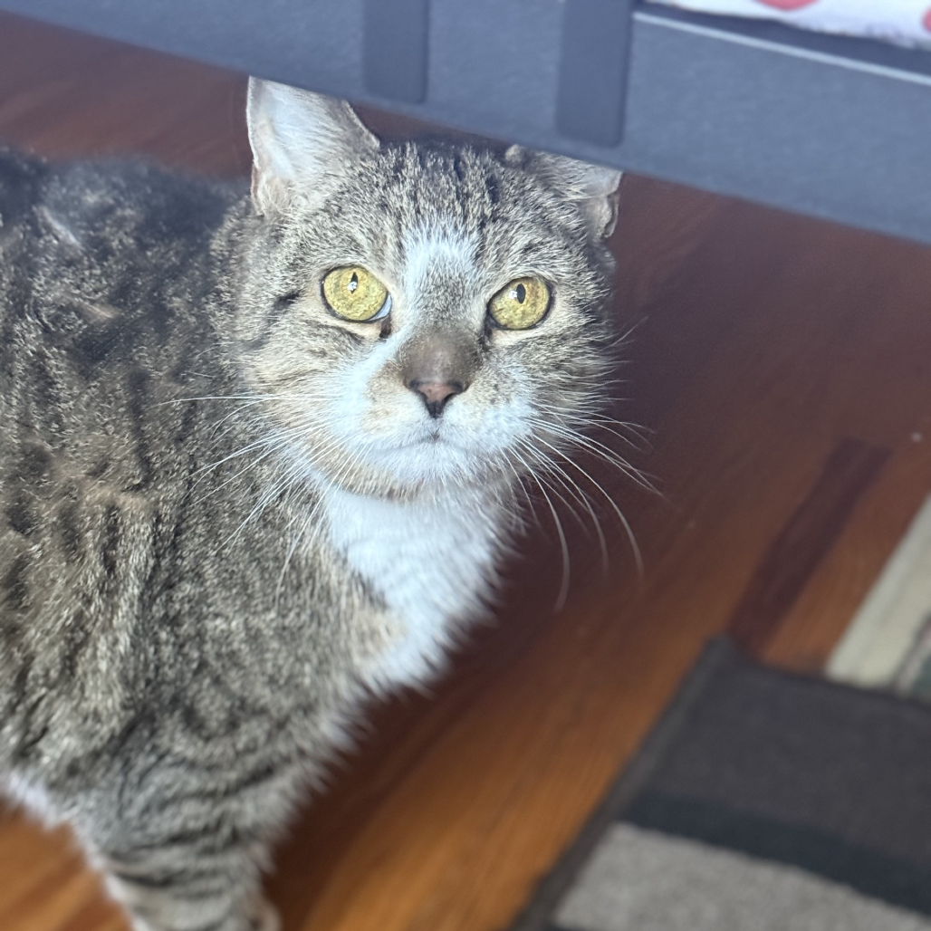 Lucky - IN FOSTER