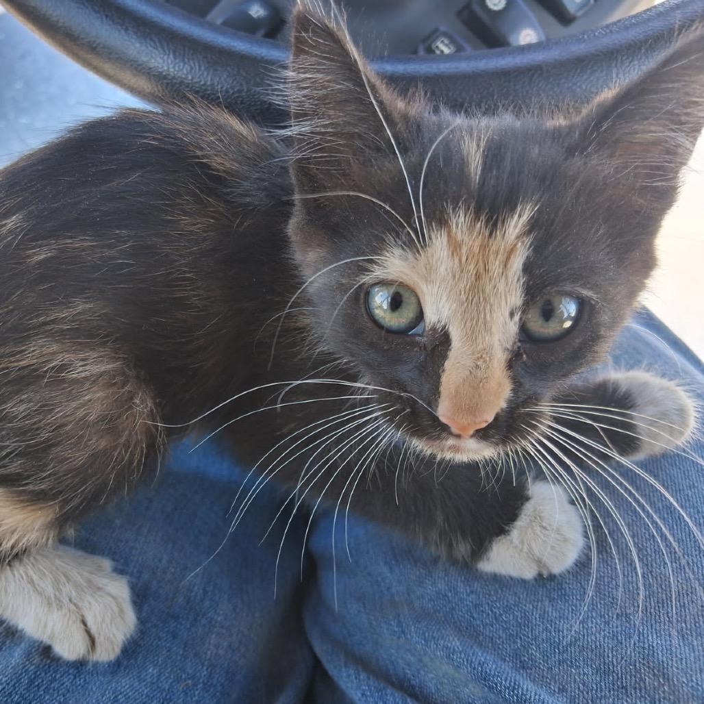 Juliet