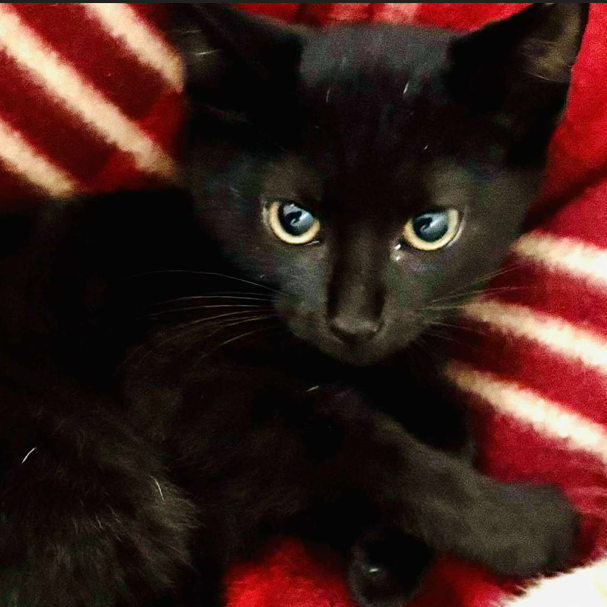 Licorice (25-4660)