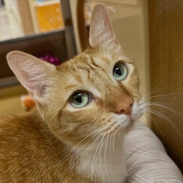 Michi