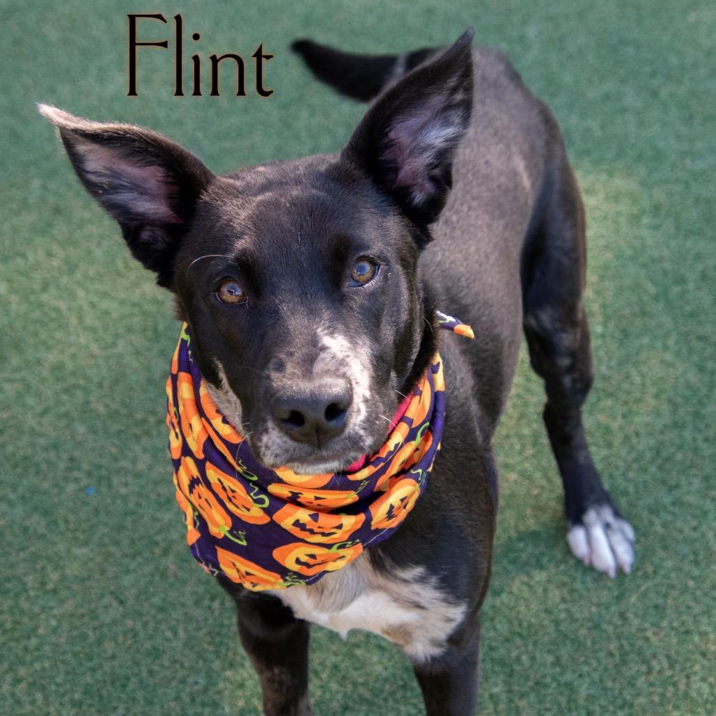 Fur (Flint)