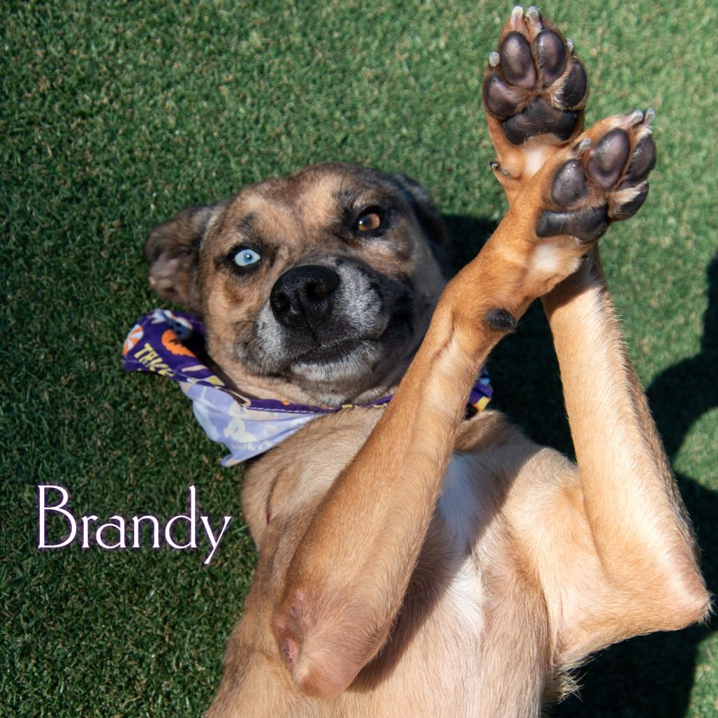 Brandy