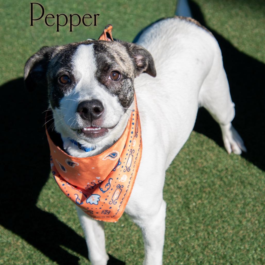 Pepper (Callie Jo)