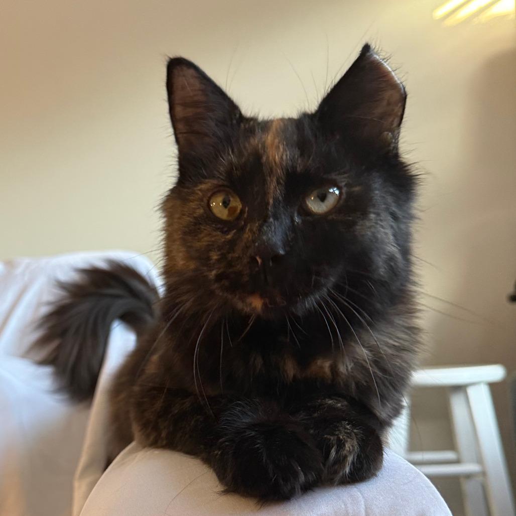Lady-In foster