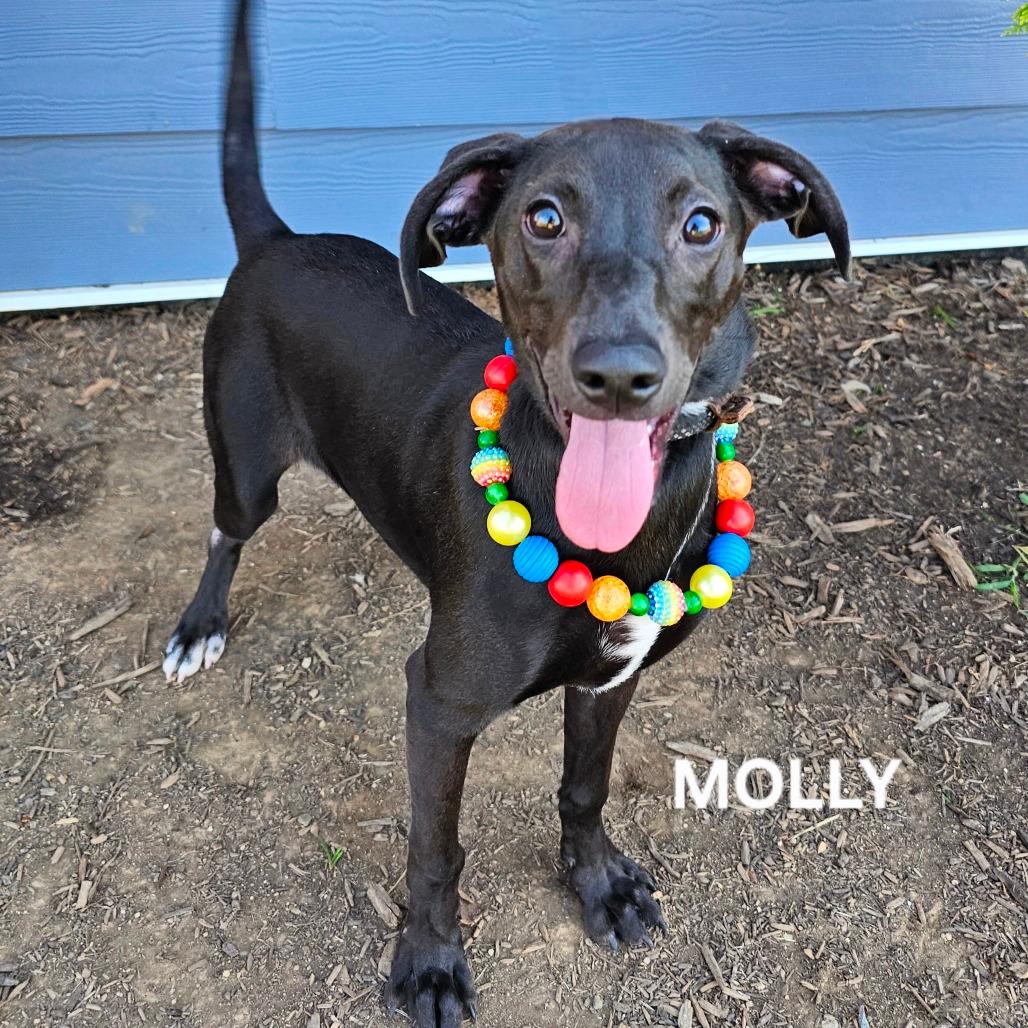 Heineken (Molly)