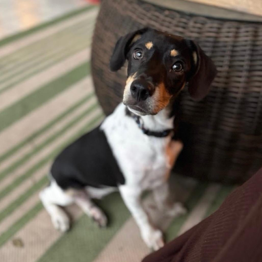 Rolo