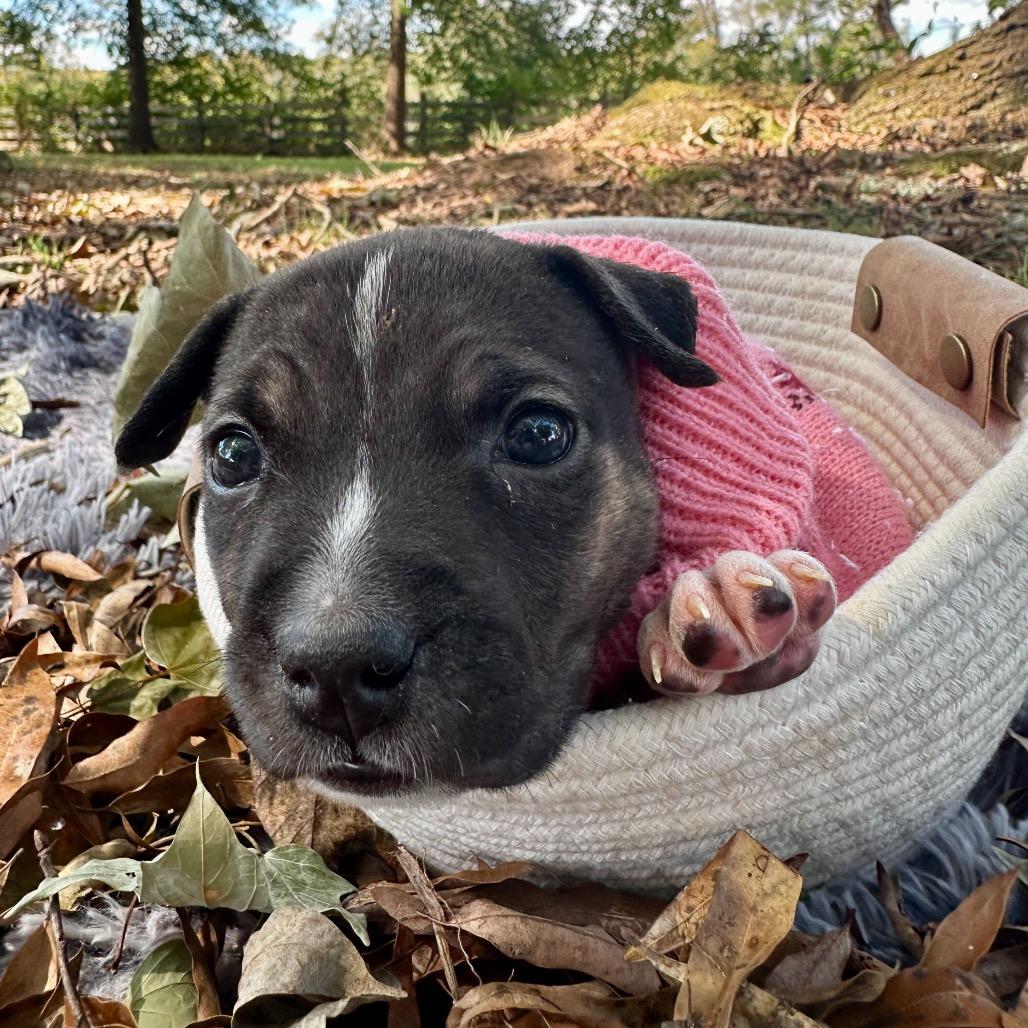 Josie
