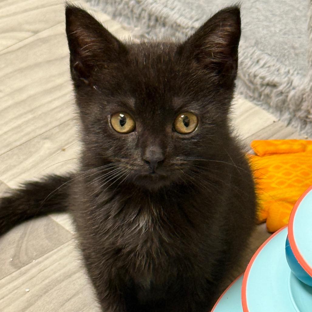 Theodore - Baker British Baby 2