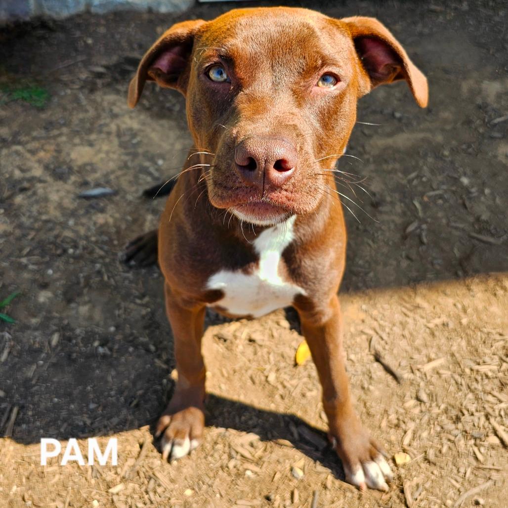 Pam