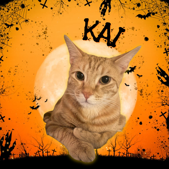 Kai
