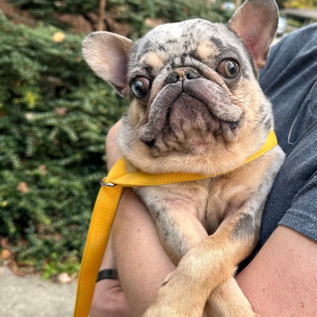 Jabba the Pup
