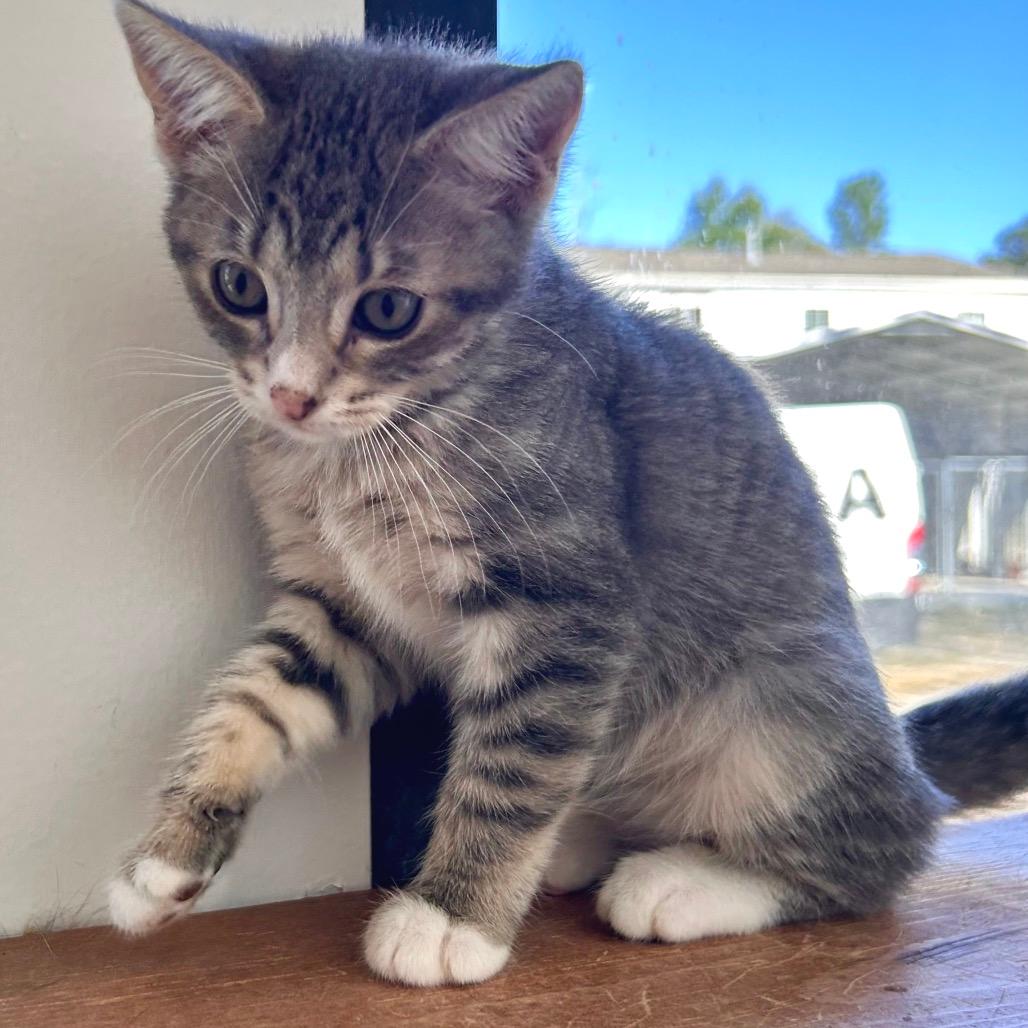 Zira