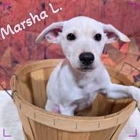 Marsha L