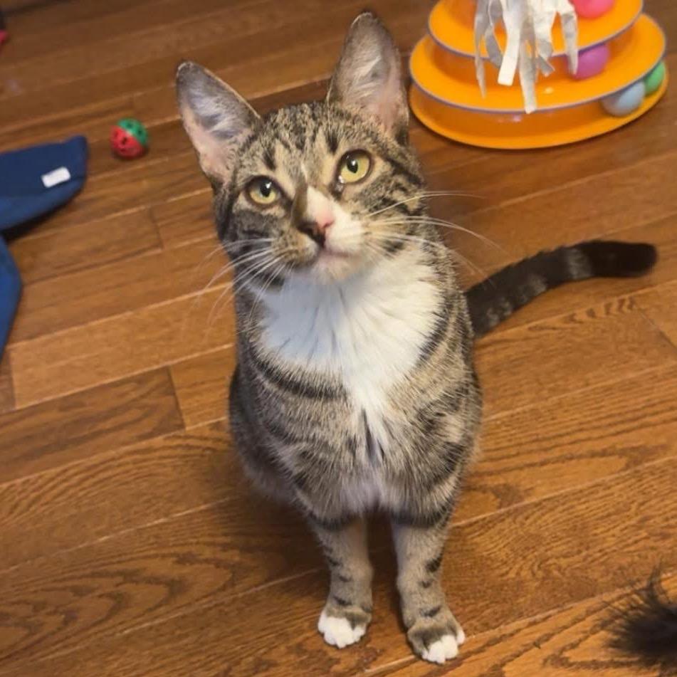 Cleo-50% OFF!-In Foster