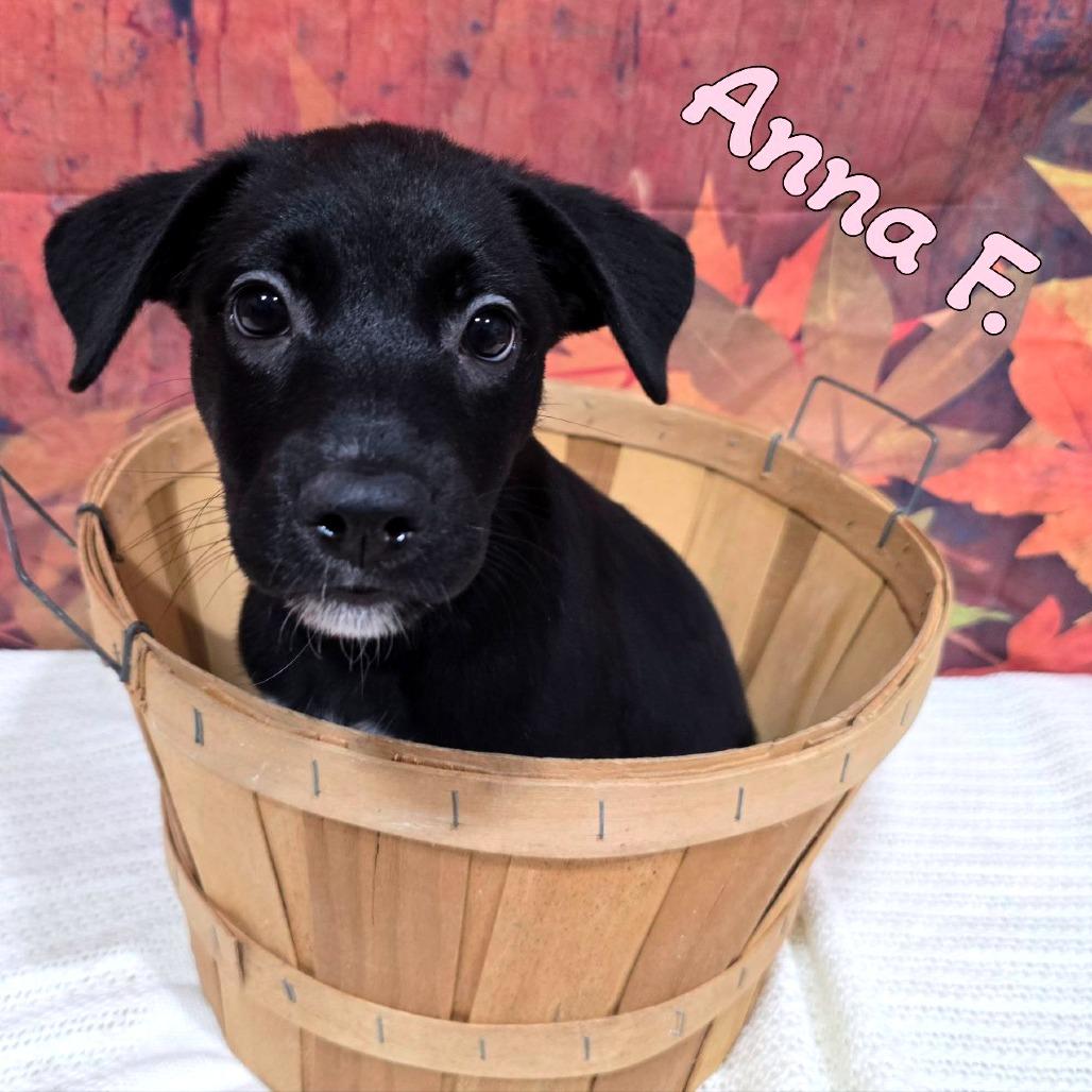 Anna F