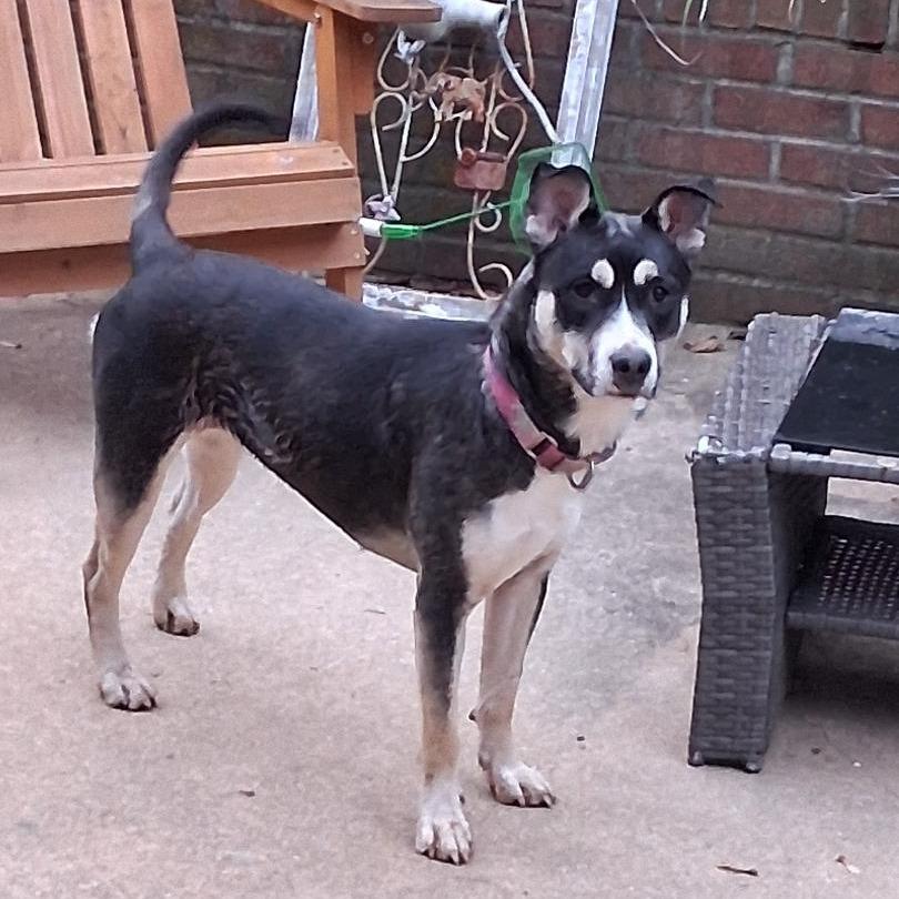 Mia - IN FOSTER