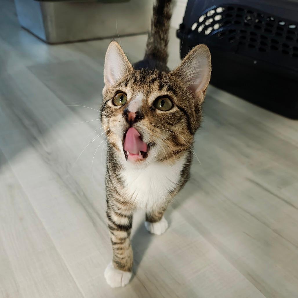 Bagel