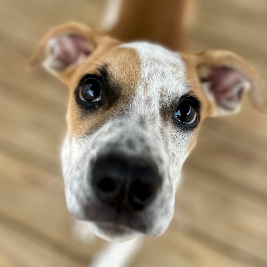 Toffee