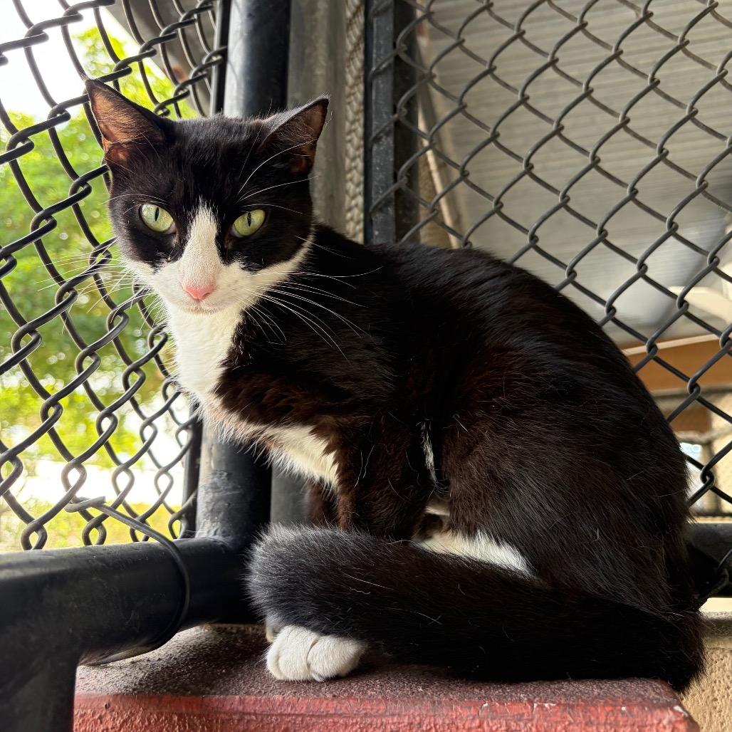 Tuxie