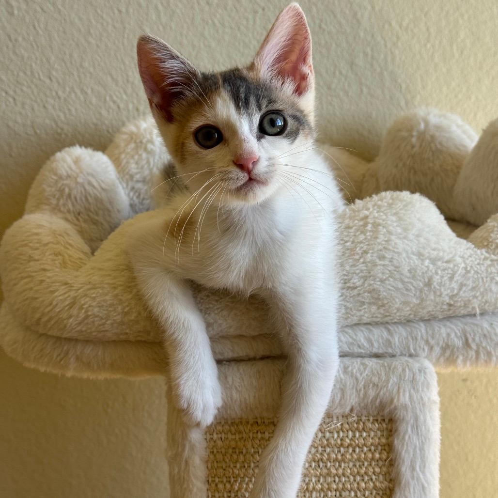Kimmy (home adoption)