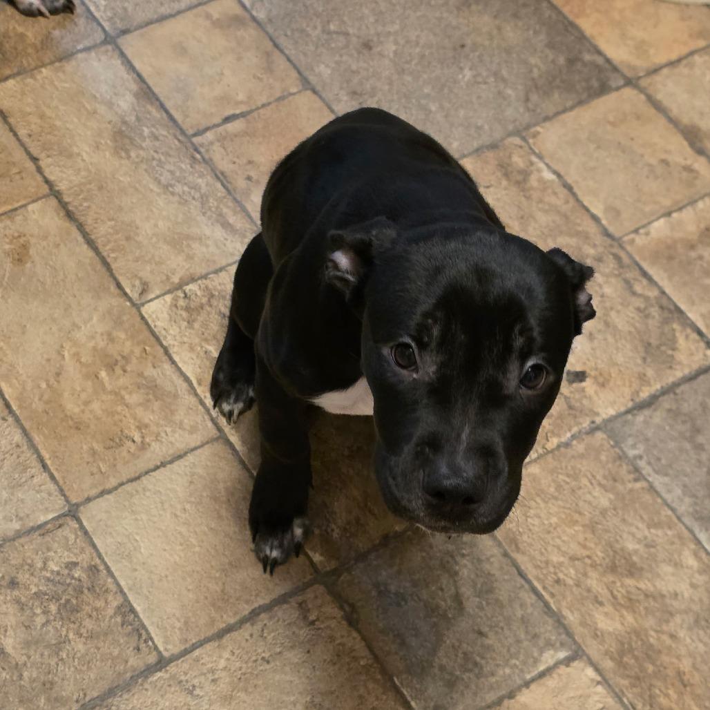 Koda
