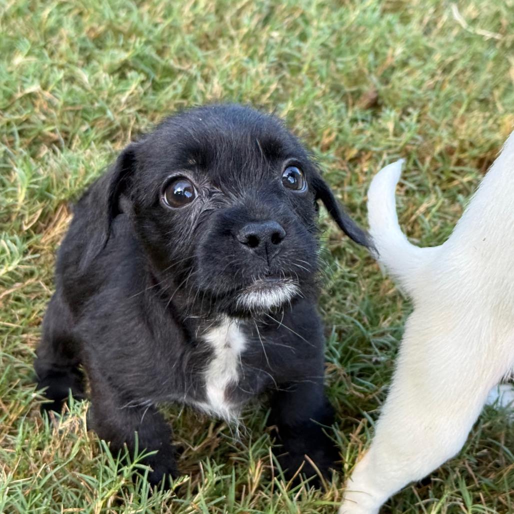 Fifi- Puppy 5