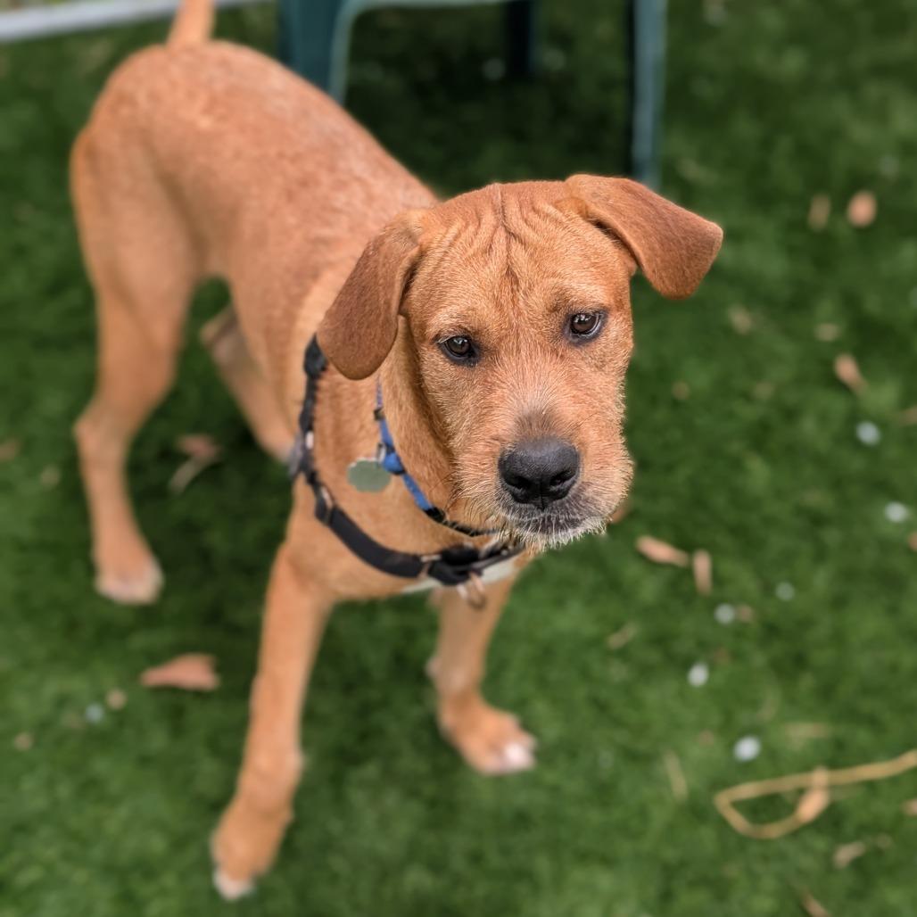 Scrappy 25-5876