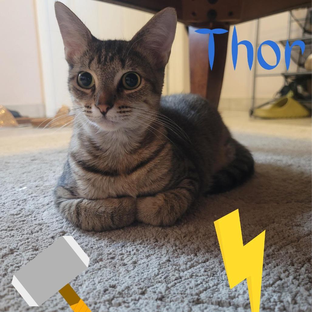 Thor