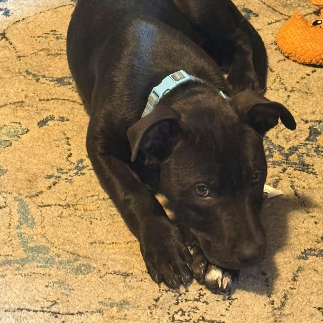 Rolo