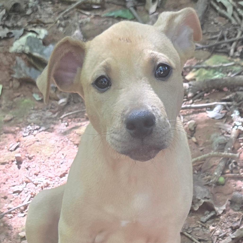 Georgia