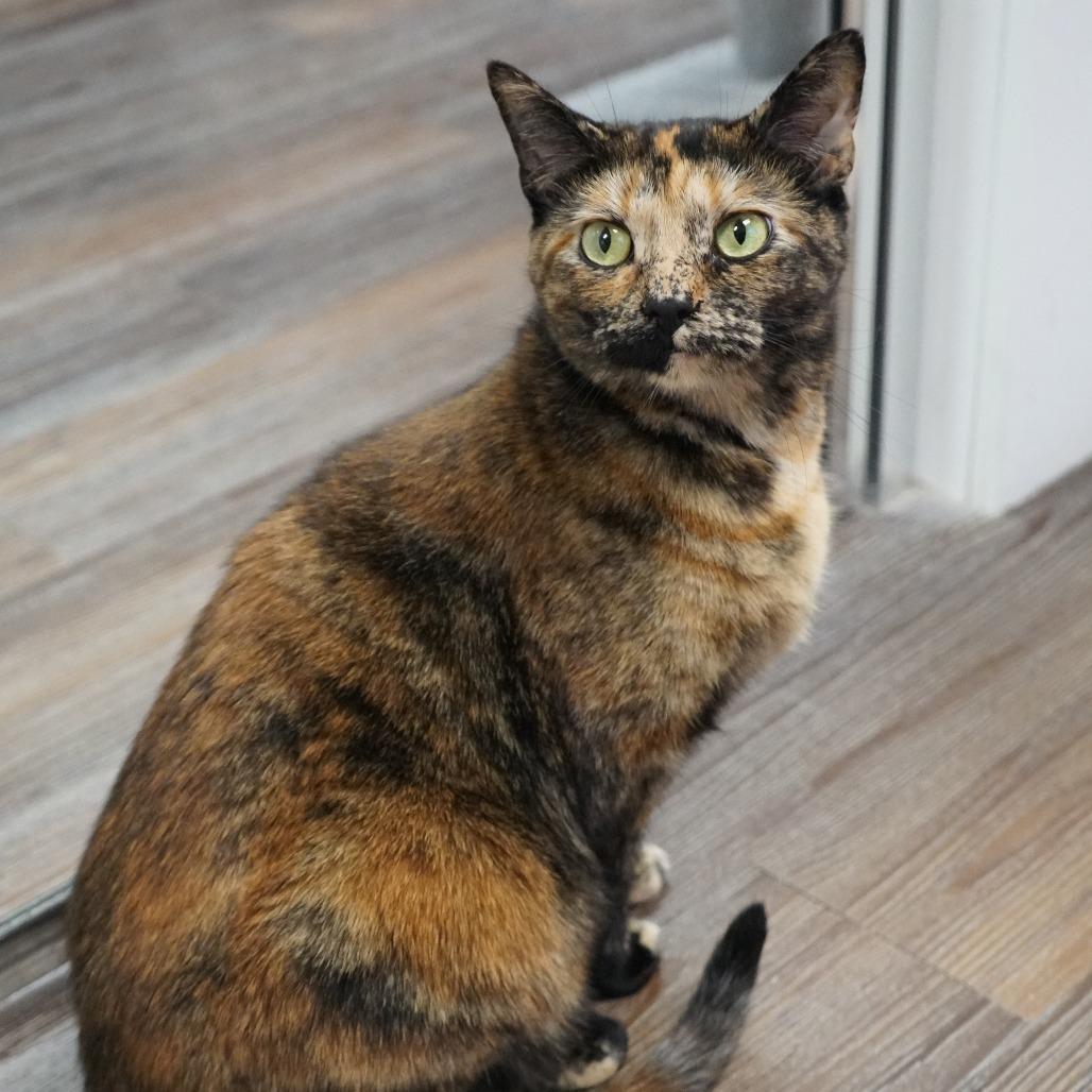 Ember