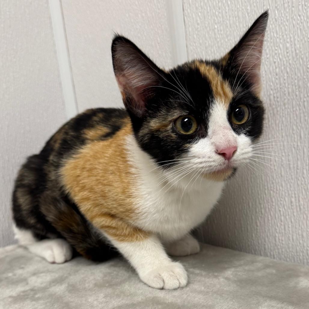 Delilah
