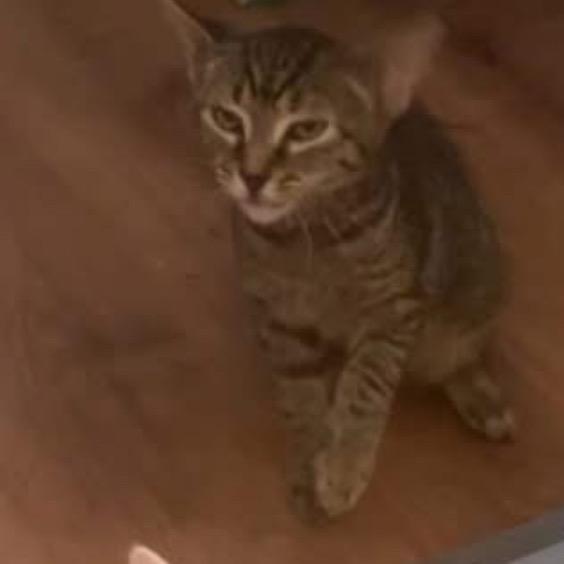 Nutmeg