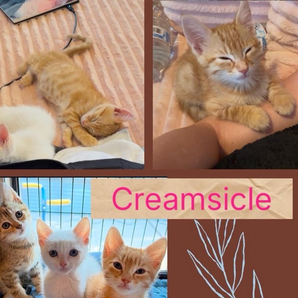 Creamsicle