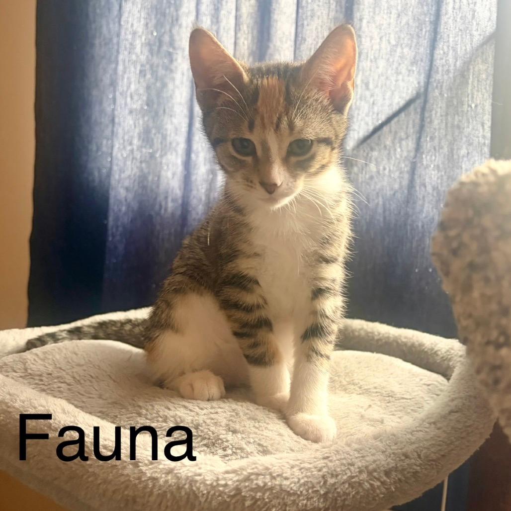 Fauna