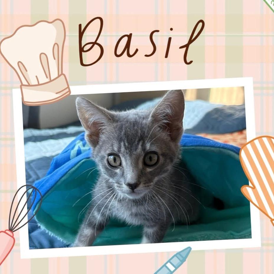 Basil