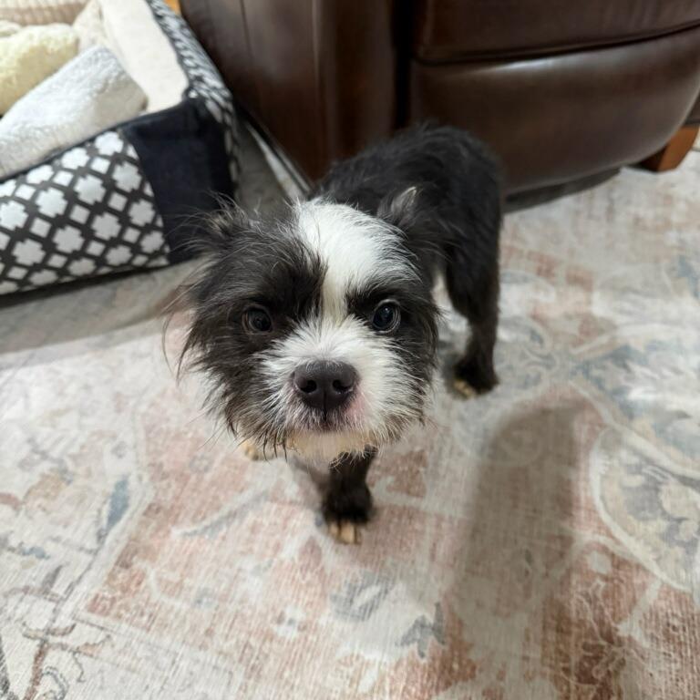 Oreo (Tuxedo Mask) 
