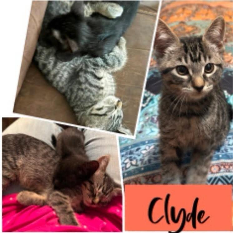 Clyde