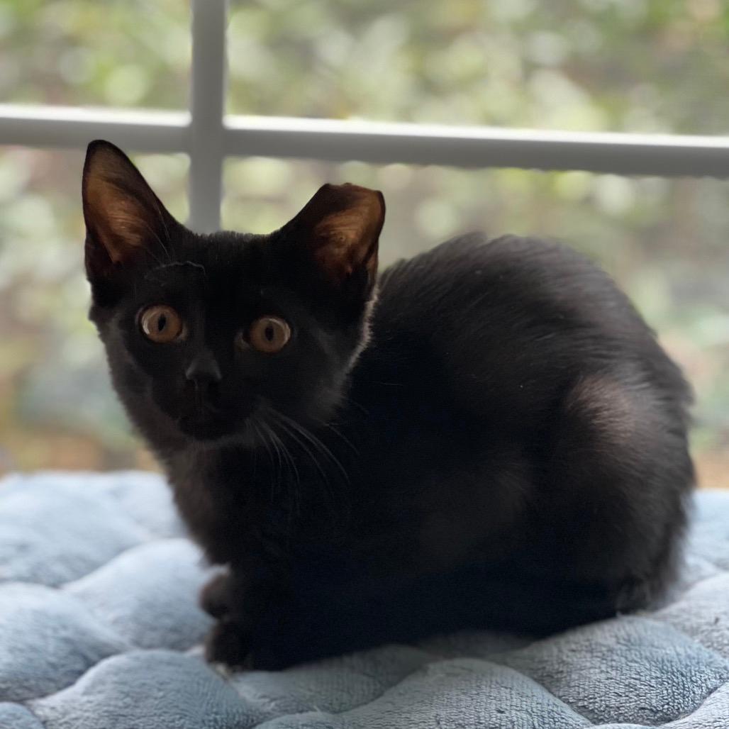 Squeaky