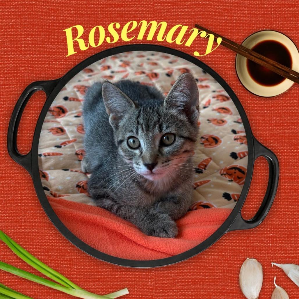 Rosemary