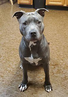 Friends Of The Orleans County Animal Shelter Albion Ny Chewy