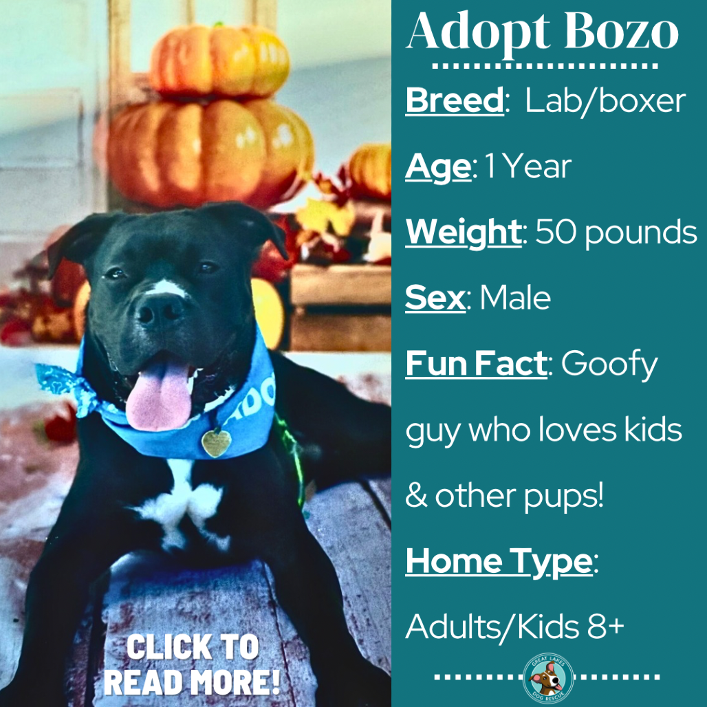Bozo