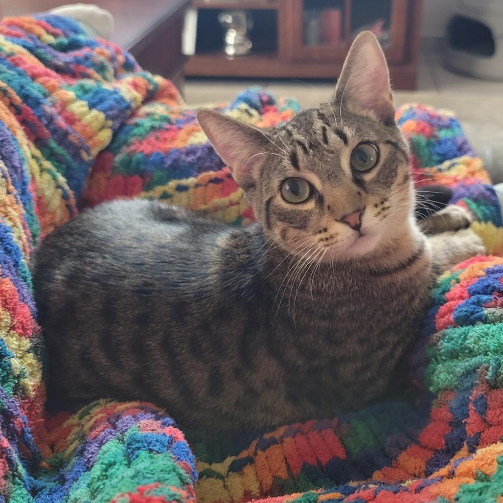 Kit-Kat